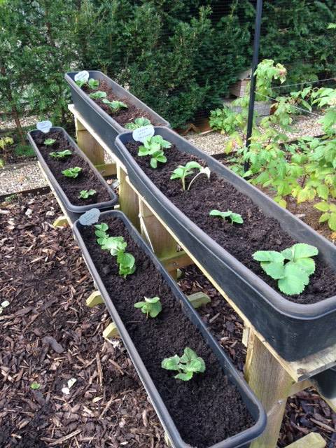 new strawberries